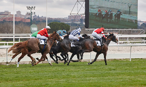 Virtual Horse Racing